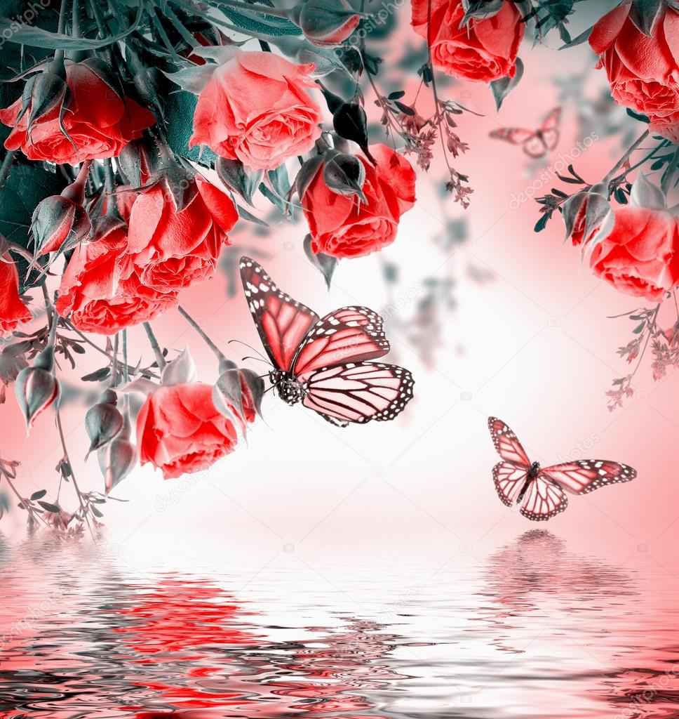 Roses and butterflies Stock Photo by ©seqoya 47026727