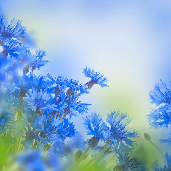 Bunga jagung biru — Stok Foto
