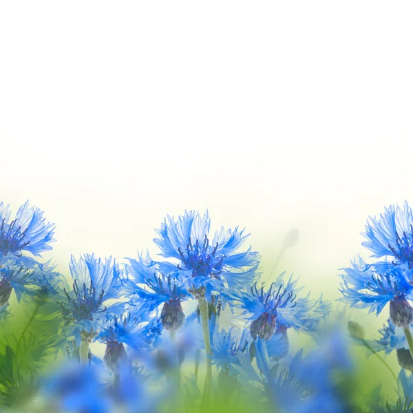 Flores de milho azuis — Fotografia de Stock