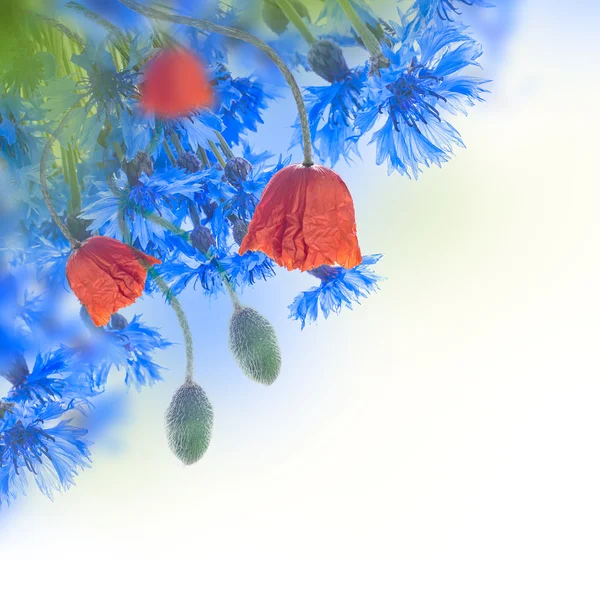 Coquelicots et bleuets fond — Photo