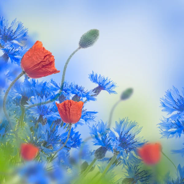 Latar belakang bunga poppy dan cornflowers — Stok Foto