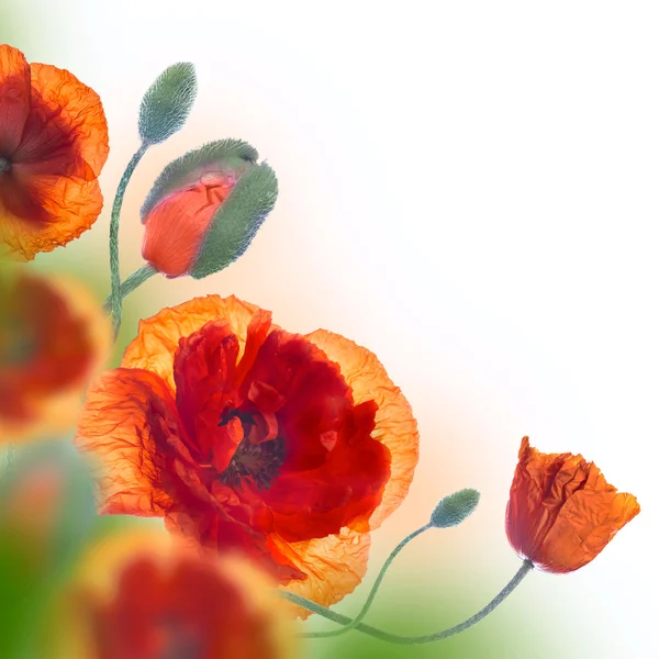 Kırmızı poppies alan, — Stok fotoğraf