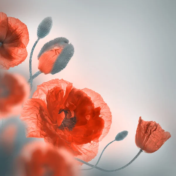 Red poppies field, — Stock Photo, Image