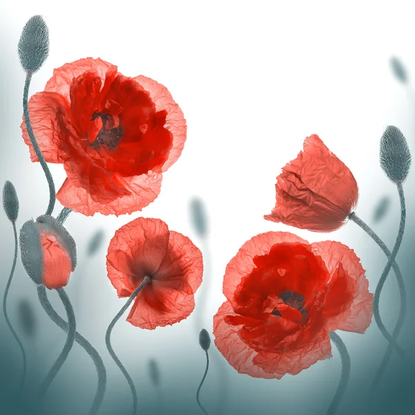 Red poppies field, — Stock Photo, Image