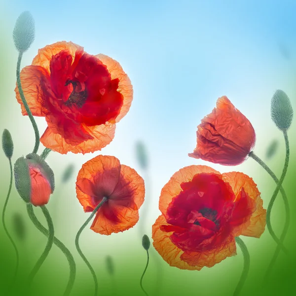 Red poppies field, — Stock Photo, Image