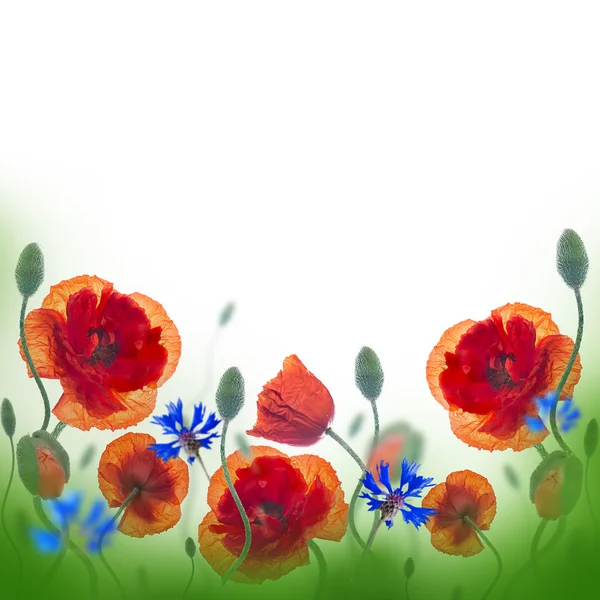Poppies e cornflowers fundo — Fotografia de Stock
