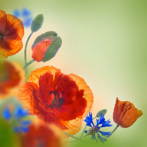 罂粟和矢车菊的背景 — 图库照片