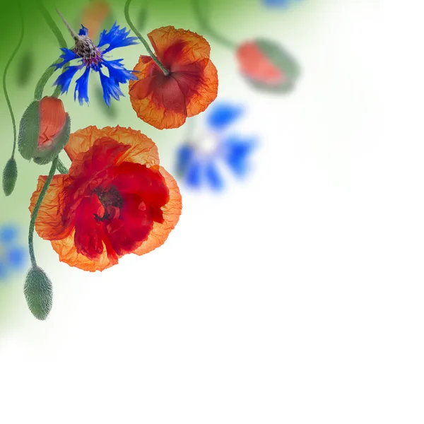 Poppies and cornflowers background — Stock Photo, Image