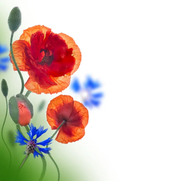 Poppies e cornflowers fundo — Fotografia de Stock