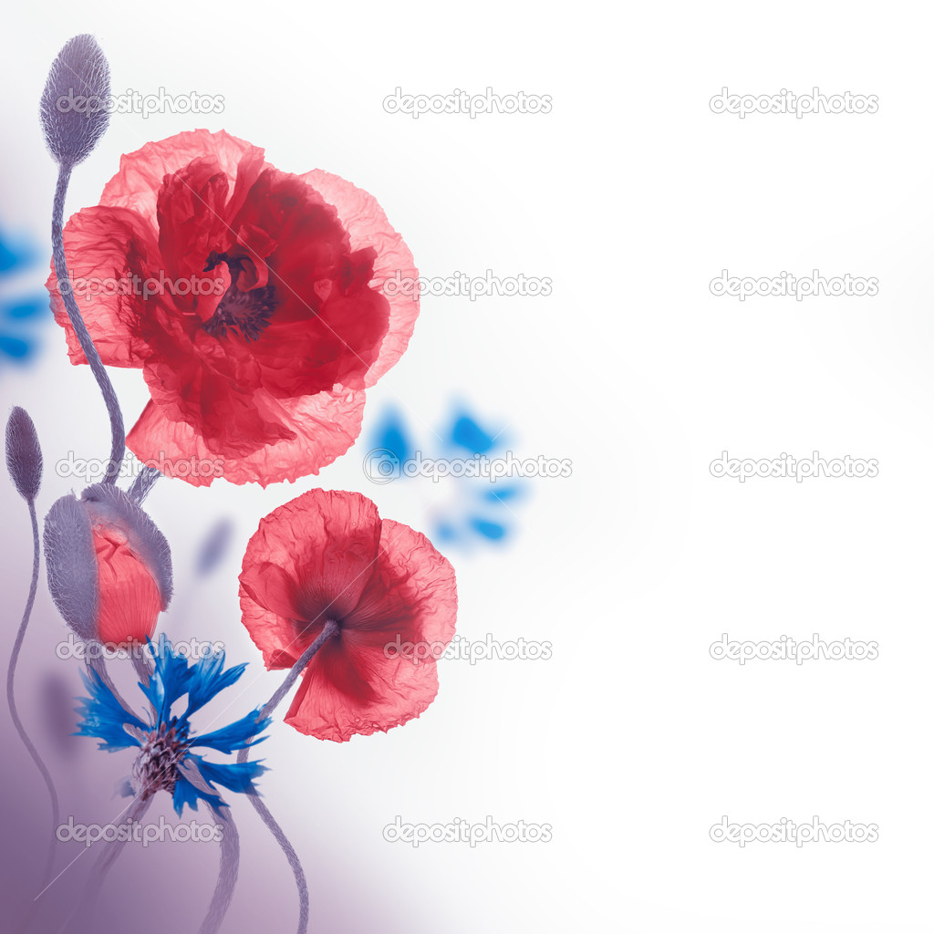 Poppies and cornflowers background