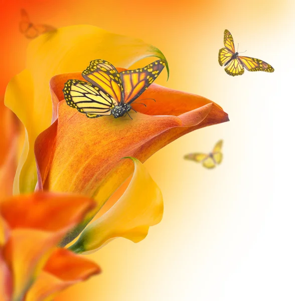 Callas und Schmetterling — Stockfoto