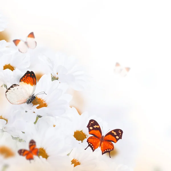 Margaridas e borboletas — Fotografia de Stock