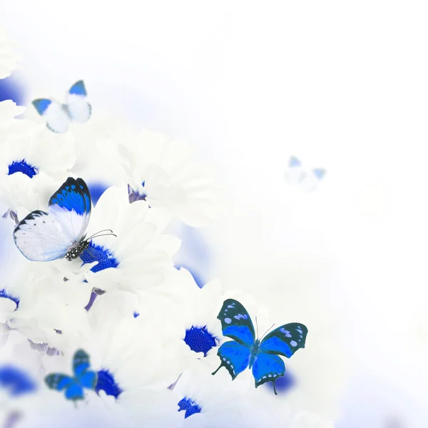 Marguerites et papillons — Photo