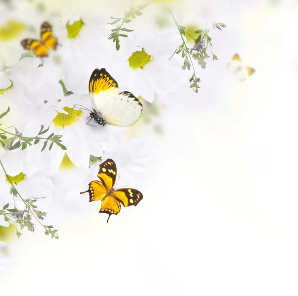 Daisy dan kupu-kupu — Stok Foto