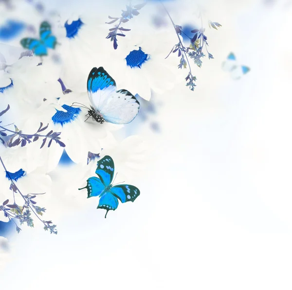 Papatyalar ve kelebek — Stok fotoğraf