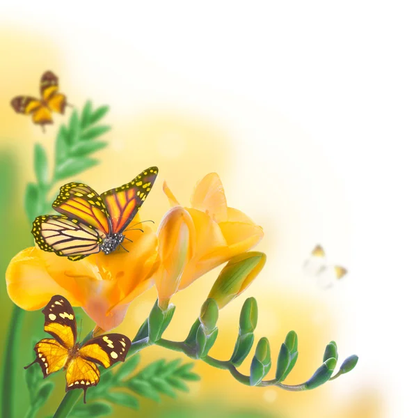 Prímulas e borboletas — Fotografia de Stock