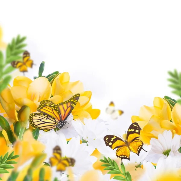 Primula en vlinders — Stockfoto
