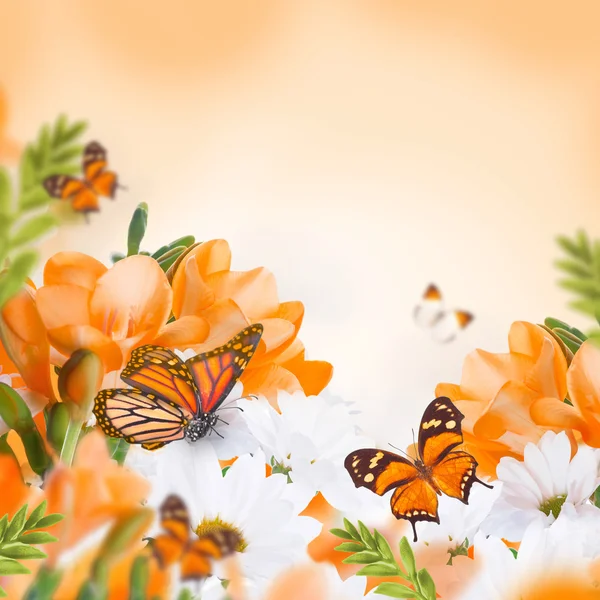 Primroses and butterflies — Stock Photo, Image