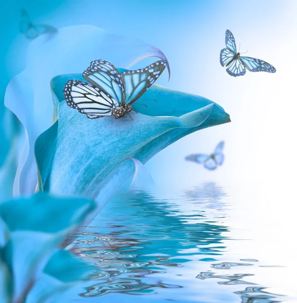 Callas and butterflies — Stock Photo, Image