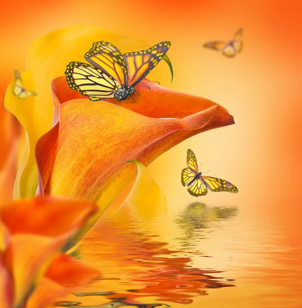 Callas e borboletas — Fotografia de Stock