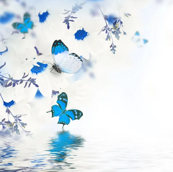 Daisies and butterflies — Stock Photo, Image
