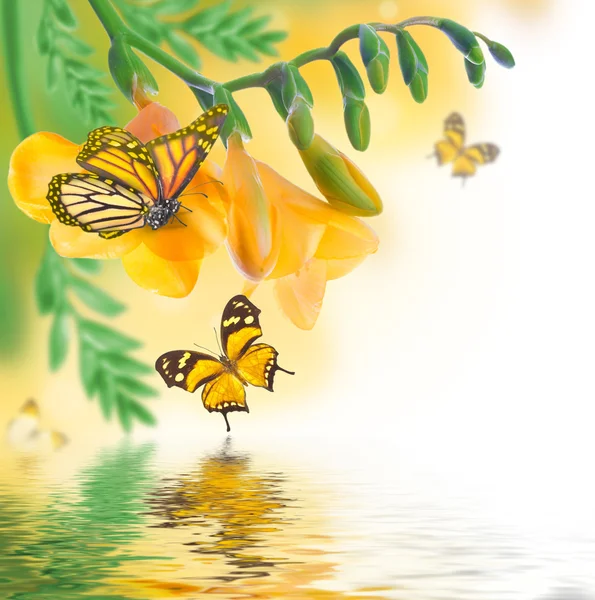 Primroses και πεταλούδες — Φωτογραφία Αρχείου