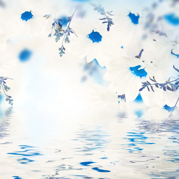 Daisies and water — Stock Photo, Image