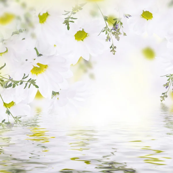 Gänseblümchen und Wasser — Stockfoto