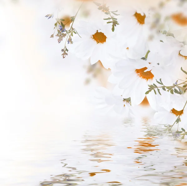 雏菊和水 — 图库照片