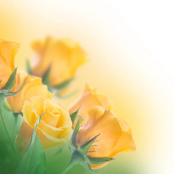 Bouquet of yellow roses — Stock Photo, Image