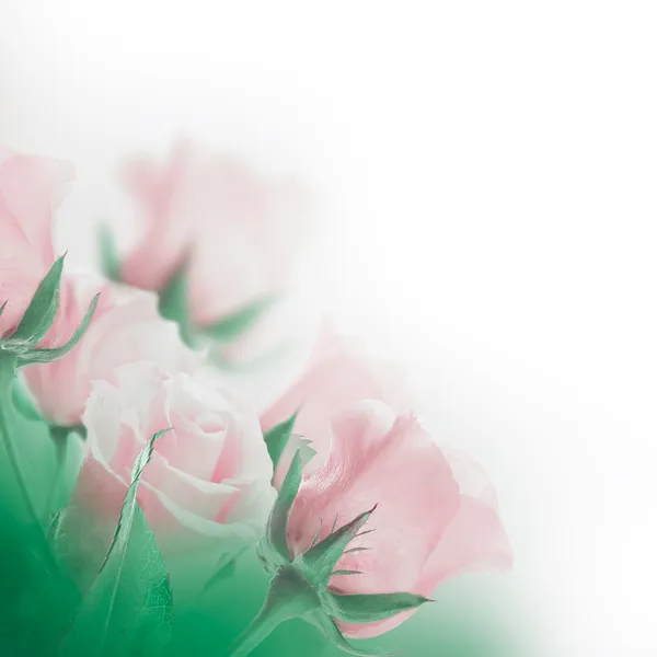Buket lyserøde roser - Stock-foto