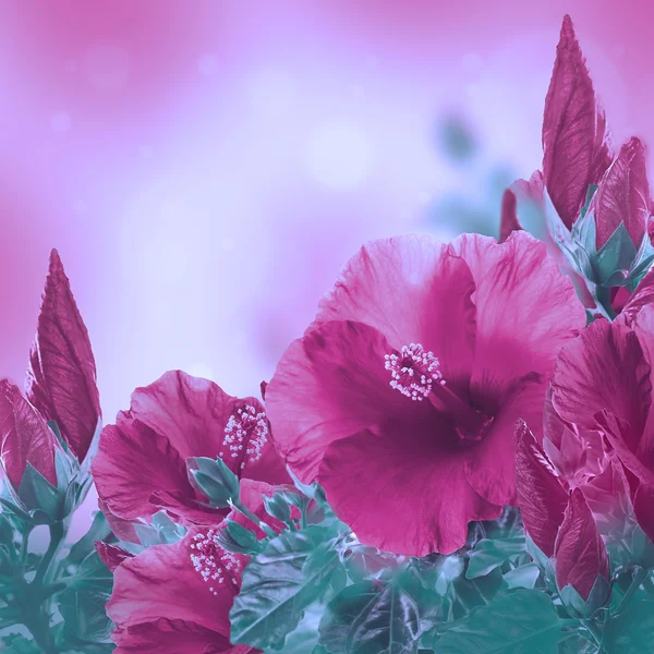 Hibiskusblüten — Stockfoto