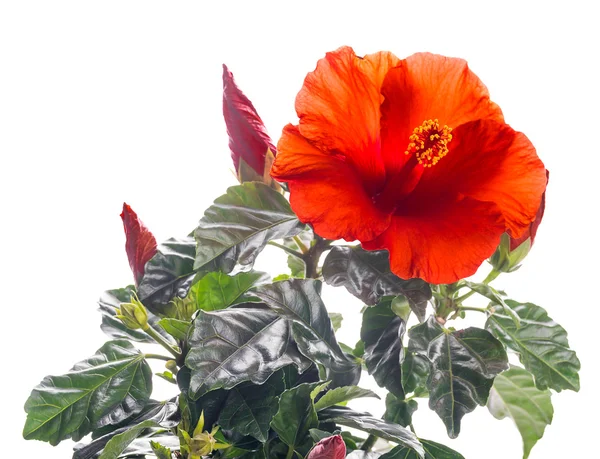 Hibiscus çiçek — Stok fotoğraf