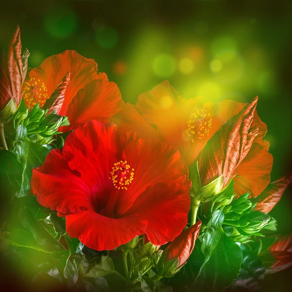 Hibiscus çiçek — Stok fotoğraf