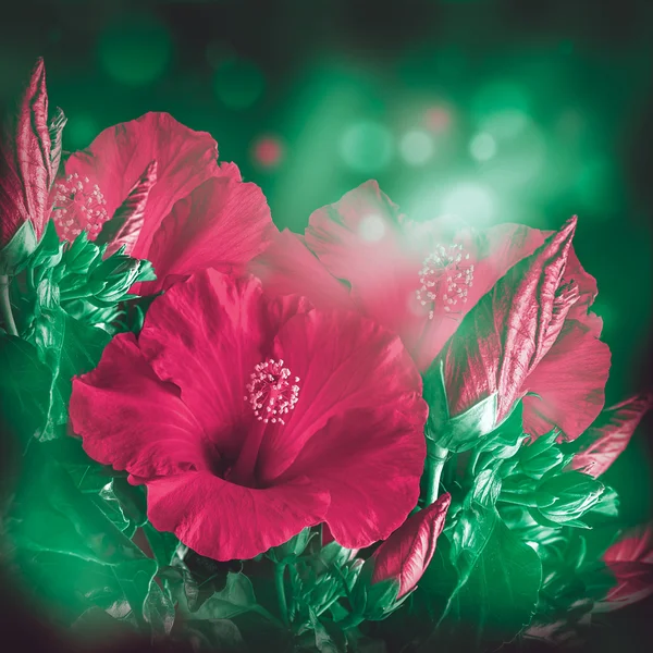 Άνθη ιβίσκου — Φωτογραφία Αρχείου
