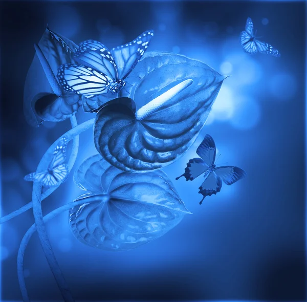 Ljusa knoppar callas och fjärilar — Stockfoto