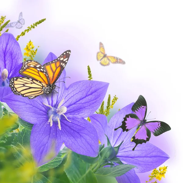 Campanas y mariposas — Foto de Stock