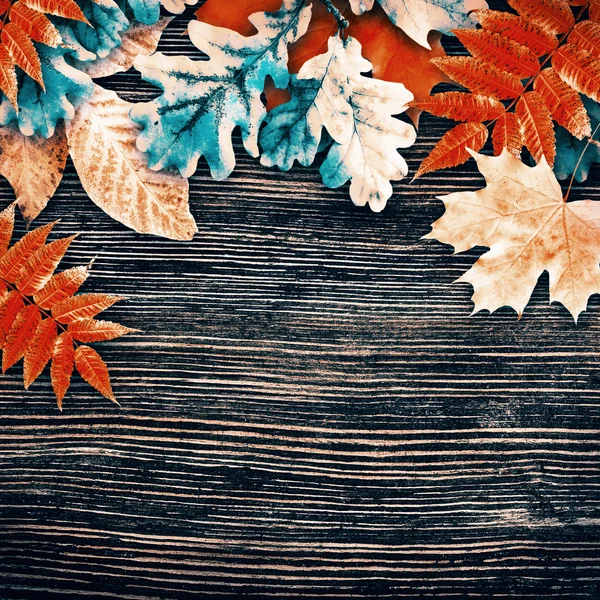 Autumn leaves with highlights — Stock Photo, Image