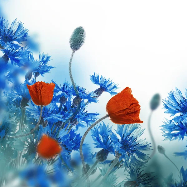 Campo de papoilas vermelhas e flores de milho azuis — Fotografia de Stock