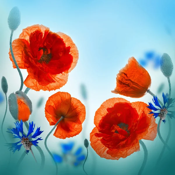 Red poppies field and blue cornflowers — Stock Photo, Image