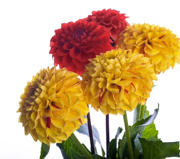 Autumn chrysanthemums — Stock Photo, Image