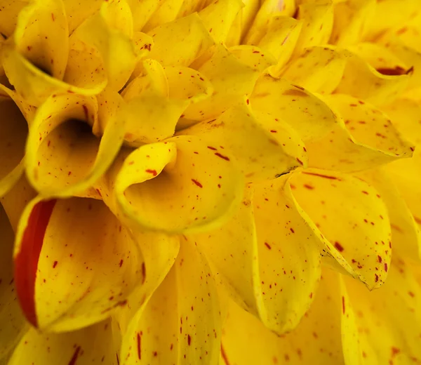 Heldere chrysant — Stockfoto