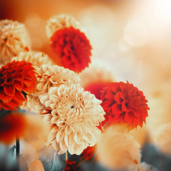 Colorful autumn chrysanthemums — Stock Photo, Image