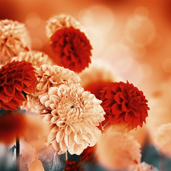 Kleurrijke herfst chrysanten — Stockfoto