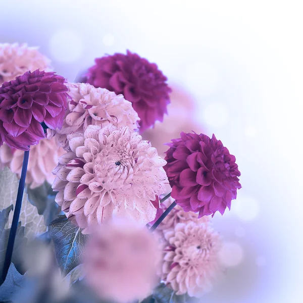 五颜六色的秋季菊花 — 图库照片