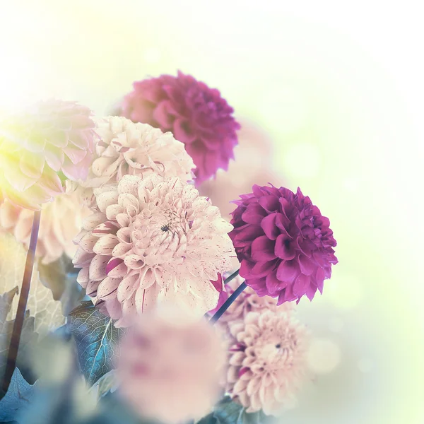 Colorful autumn chrysanthemums — Stock Photo, Image