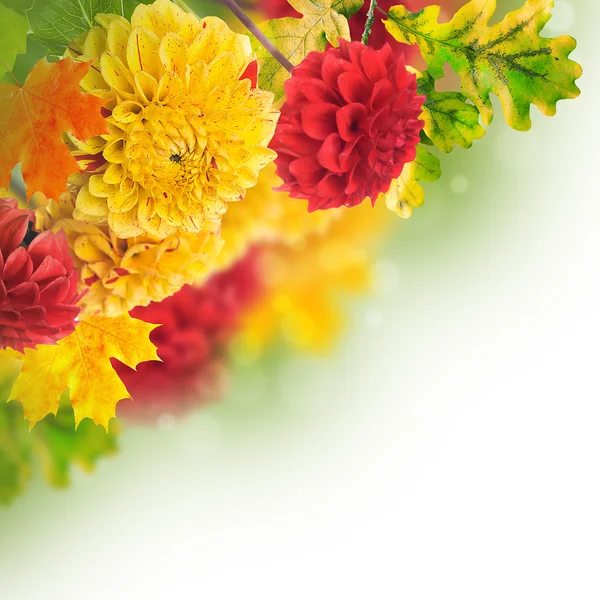 Colorful autumn chrysanthemums — Stock Photo, Image