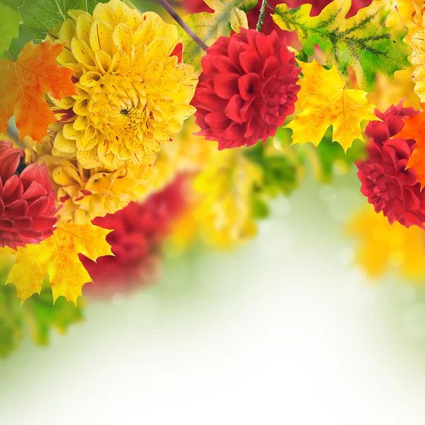 Chrysanthèmes d'automne colorés — Photo