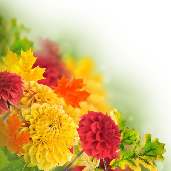 Bunte Chrysanthemen im Herbst — Stockfoto