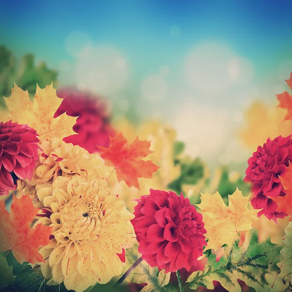 Autumn chrysanthemums — Stock Photo, Image